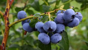 Perú lidera los aumentos de rendimiento de producción de arándanos a nivel global