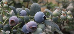Industria de arándanos mexicanos impulsa desarrollo de variedades más productivas para enfrentar la falta de mano de obra en los campos