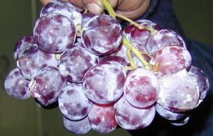Fitopatólogo advierte sobre el potencial de botrytis para la próxima temporada
