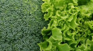 Iniciativa colombiana busca procesar el brócoli y la lechuga para consumir en polvo