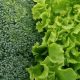Iniciativa colombiana busca procesar el brócoli y la lechuga para consumir en polvo
