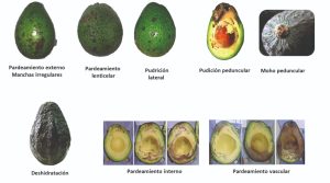 Ocho desafíos para producir un aguacate Hass con potencial  de poscosecha