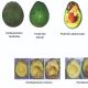 Ocho desafíos para producir un aguacate Hass con potencial  de poscosecha
