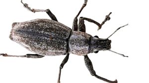 Estrategias mixtas para el control de plagas en vides