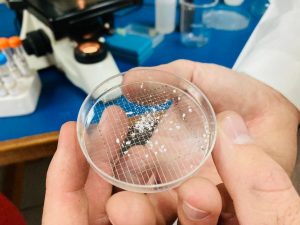 Investigación chilena busca mitigar el efecto de los microplásticos en suelos agrícolas