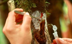 Bacterias serían claves en el crecimiento y propagación del cacao