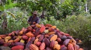 Cómo las renovaciones llevarán al cacao colombiano a romper nuevos récords en 2022