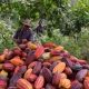 Cómo las renovaciones llevarán al cacao colombiano a romper nuevos récords en 2022