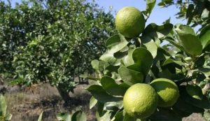 Brasil quiere desafiar el dominio del limón Tahití peruano en Chile