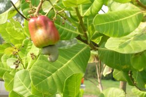 "La fruticultura peruana debe invertir en I+D para buscar nuevas alternativas frutícolas"