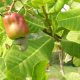 "La fruticultura peruana debe invertir en I+D para buscar nuevas alternativas frutícolas"
