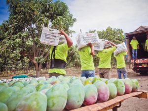 La Unión Europea vuelve a confiar en el mango peruano