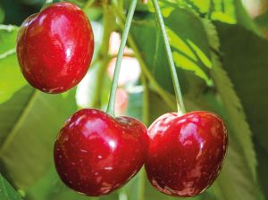 Calcio, pilar fundamental en la construcción de firmeza en cerezas