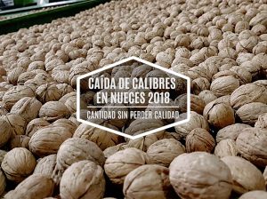 Caída el calibre de las nueces