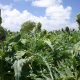 Radiografía al cultivo de la alcachofa en Chile