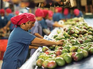 El planeta quiere más mango