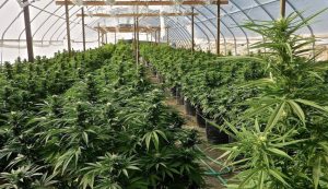 La industria del cannabis se fortalece