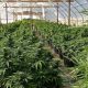 La industria del cannabis se fortalece