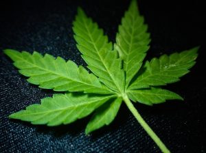 Tarkus Pharma obtiene autotización para producir fitoterapéuticos derivados de cannabis