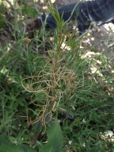 Uso de herbicidas suelo-activos para malezas de difícil control post-emergente en frutales