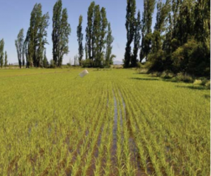 Arroz cultivado en Chile al más alto nivel