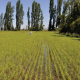 Arroz cultivado en Chile al más alto nivel