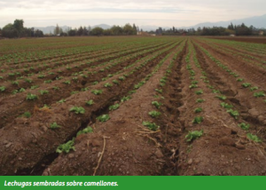 Siembra en Camellones: Las Ventajas de un Sistema Innovador Pero Poco Usado En Chile