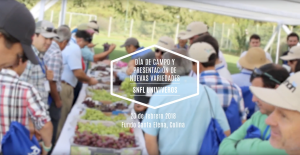 La genética de recambio en uva de mesa