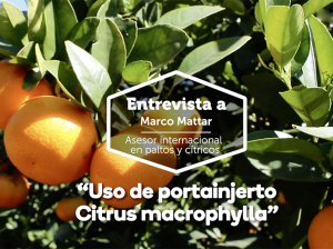 Uso del portainjerto Citrus macrophylla