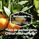 Uso del portainjerto Citrus macrophylla