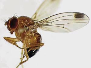 Situación actual de la Mosca de Alas Manchadas  (Drosophila suzukii Matsumura) en Chile