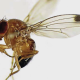 Situación actual de la Mosca de Alas Manchadas  (Drosophila suzukii Matsumura) en Chile