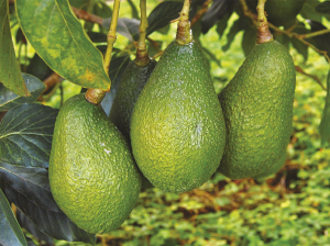 Producción alternada o añerismo en aguacates Hass