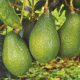 Producción alternada o añerismo en aguacates Hass