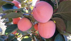 Productores de caqui apuestan a fuerte alza en exportaciones en 2022 tras tres años de pruebas