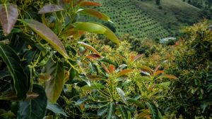 Cartama construirá el primer laboratorio especializado en aguacate