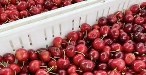 “El llamado a los productores que hoy son tempranos es que sean aún más tempranos”