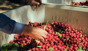 Heladas golpean a cerezos en California: esperan caída de por lo menos 20% en producción de este año