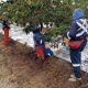 En el norte de Chile ya producen cerezas en octubre