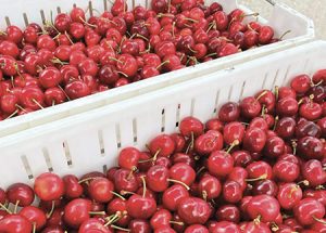 Cerezas chilenas logran récord de envíos durante enero de 2024 con aumento de 27,5% respecto a campaña anterior