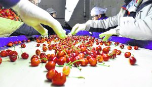 Chile sigue siendo el primer productor de cerezas a nivel mundial