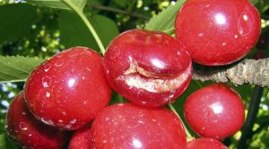 Industria cerecera evalúa daños en cultivos tras sistema frontal del fin de semana