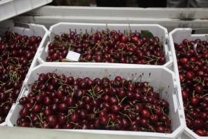Chile llegará a las 500.000 toneladas de cerezas exportadas para la temporada 2024/25