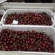 Chile llegará a las 500.000 toneladas de cerezas exportadas para la temporada 2024/25
