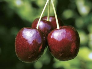 Beta avanza con proyecto piloto de cerezas y se prepara para realizar un primer envío a China