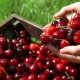 Arranca la temporada de cerezas chilenas en China