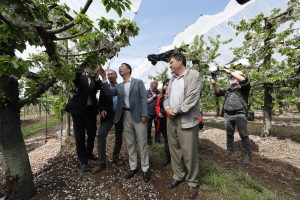 Celebración del “Florecimiento del Cerezo” da inicio a la temporada de cerezas en Chile