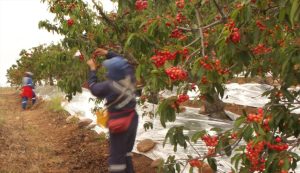 Cerezas lideraron crecimiento de exportaciones de fruta durante primer trimestre