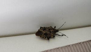 SAG detecta presencia de "chinches apestosos" en dos embarcaciones con automóviles desde Asia