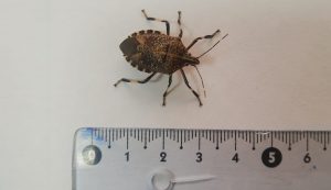 Ataca pomáceas, kiwis y especies forestales: SAG Biobío interceptó plaga cuarentenaria en embarque de vehículos